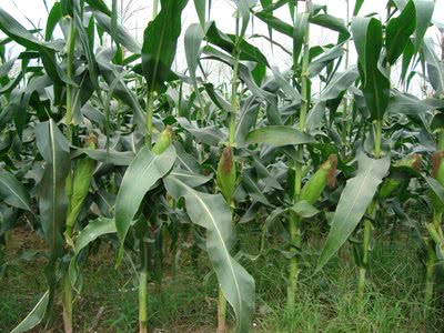 在中国它是长在玉米身上的"病菌",外国却被当做美食,比鹅肝贵