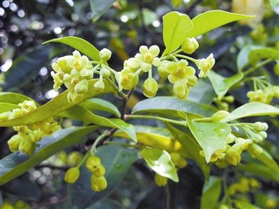沉香花有什么作用粤丰沉香基地的沉香开花了