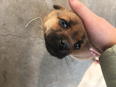 人们都喜欢"摸狗头",对狗狗来说,这个动作意味着什么呢?