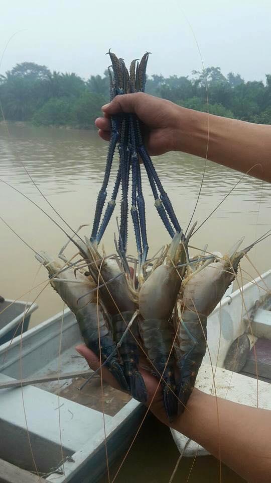 湄公河大虾泛滥吃不完, 大小足足"半个手臂", 大的都要成精了!