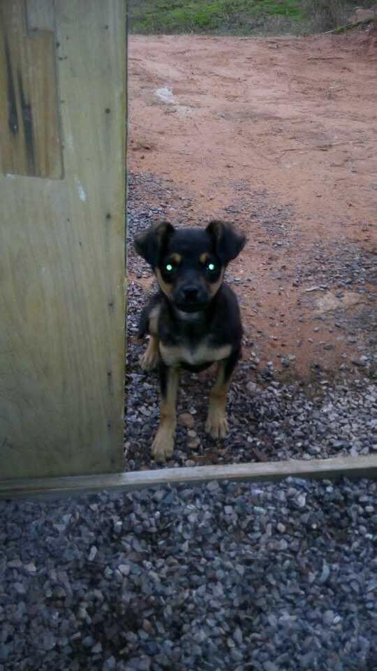 泰迪生下一窝"奇怪"的小奶狗,什么品种会眼冒绿光?