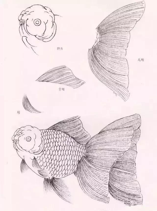金鱼工笔画法