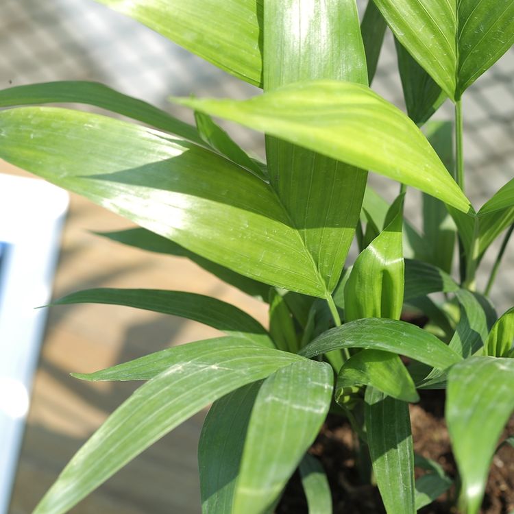 一养花就死看看这些号称养不死盆栽美观又养人