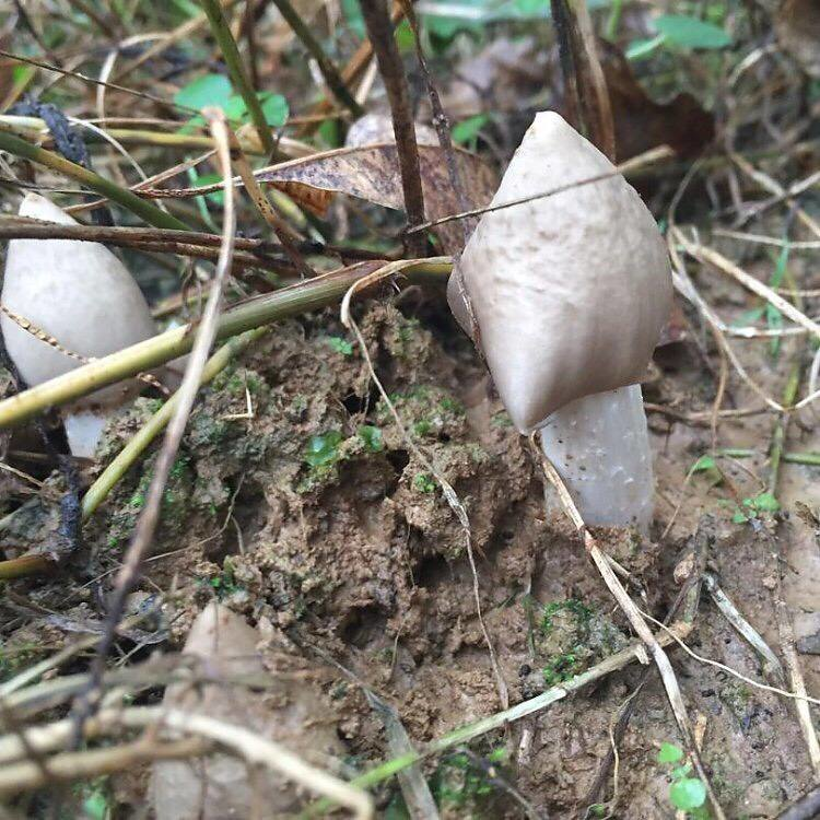 早禾菌也叫荔枝菌,素有岭南菌王之称,早禾菌的生存条件很独特,喜欢