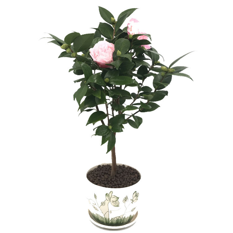 丁香花树苗 嫁接丁香庭院盆栽植物四季丁香花是是我国著名的园林花卉