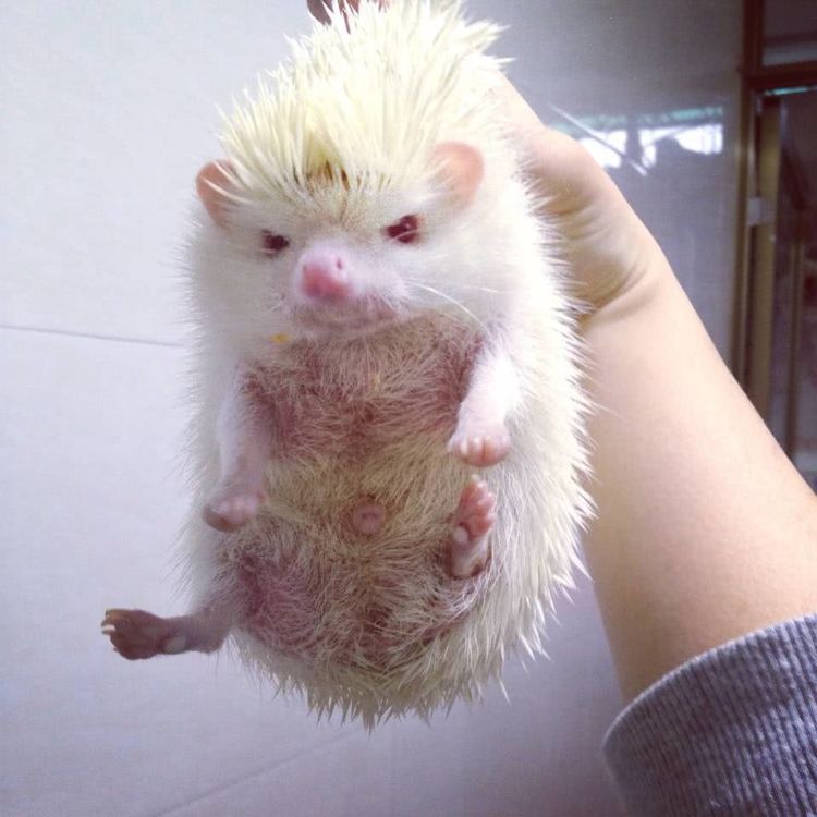 盘点四种白化动物白色大猩猩站在栏杆上面对镜头还有些懵