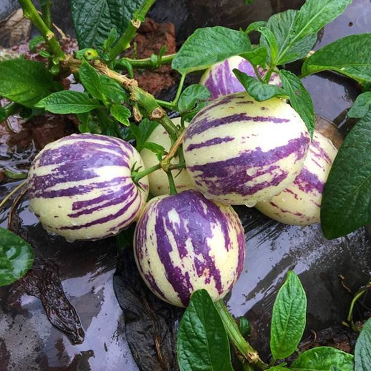 春季多吃此果,不仅补充营养,淡斑去皱,还能给身体排毒