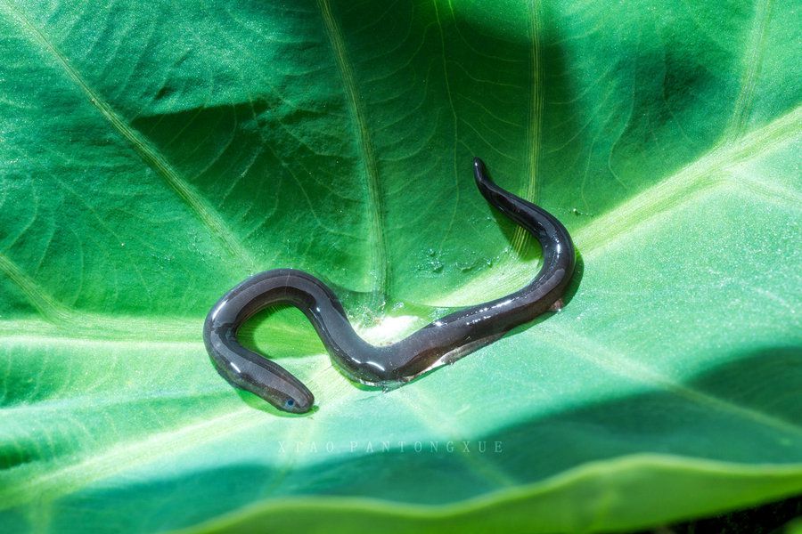 版纳鱼螈为何会濒临灭绝?科学研究发现,它们快被饿死了