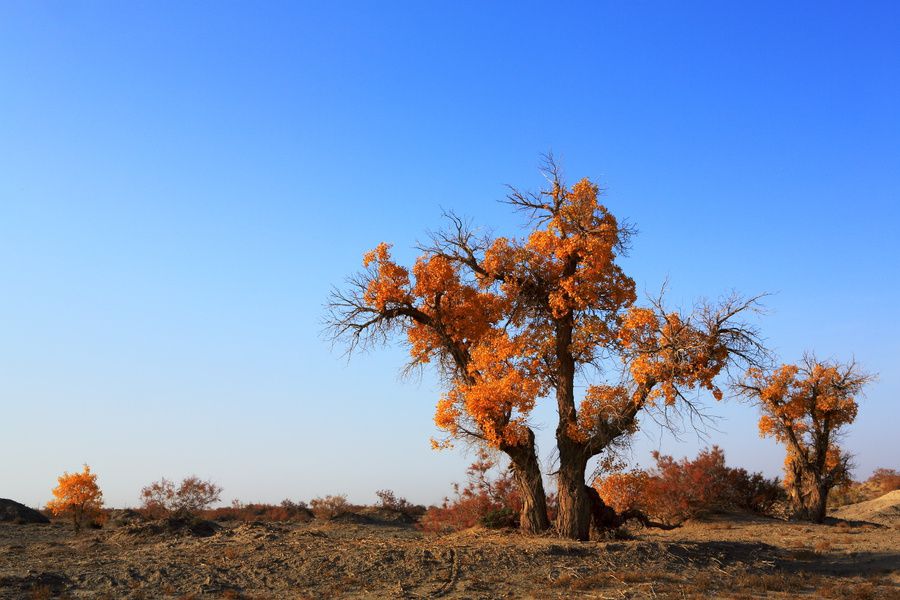 这种树已有6000万年历史,生长在极恶劣地区,被称为沙漠英雄