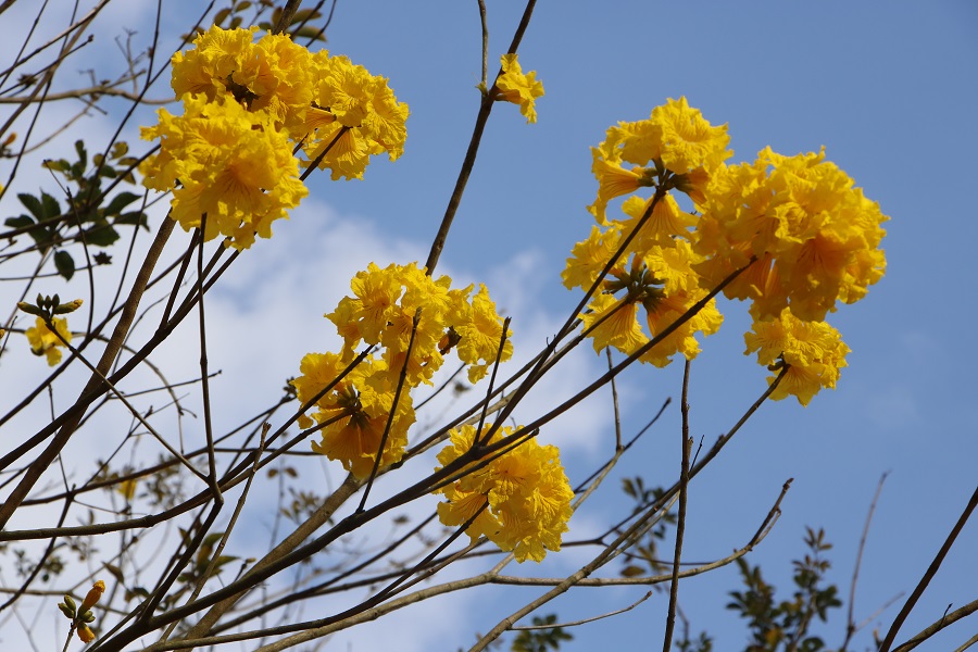 春天里看那陆川金兰湾艳开的黄花风铃树