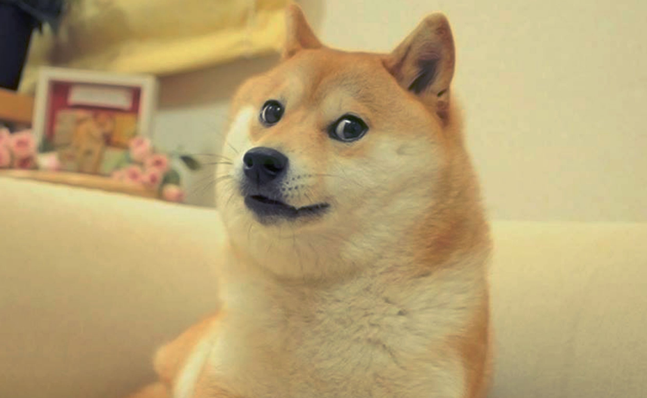 柴犬在网上当表情包异常火爆可是现实中为啥却很少见人养