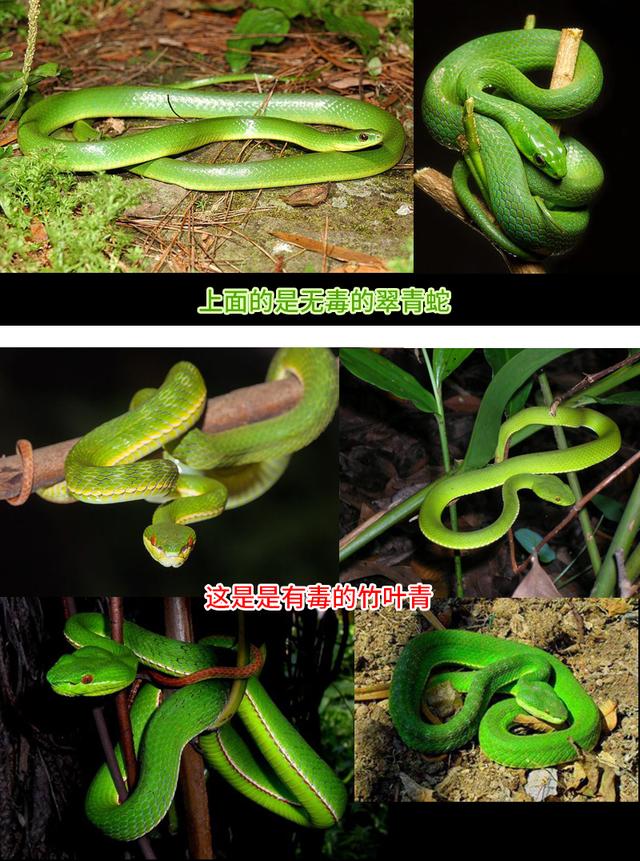 翠青蛇一种无毒温顺的中等体型卵生绿蛇长和有毒的竹叶青混淆