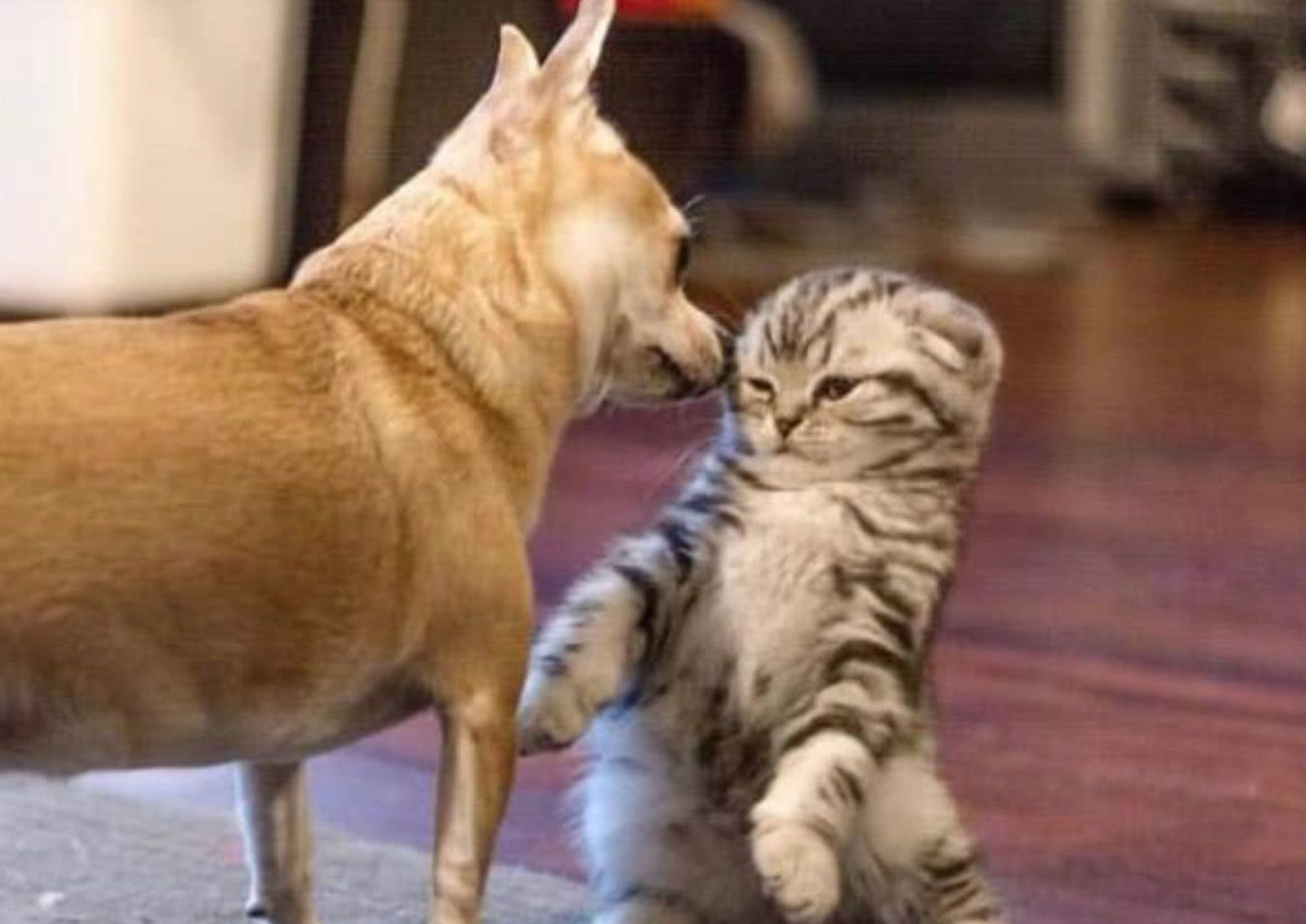 刚带回家的猫咪有点恐慌,以为狗狗要欺负猫咪,下一秒却被萌化了