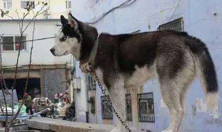 网友药店门口偶遇一只看门的哈士奇,结果进店一问,瞬间笑喷了