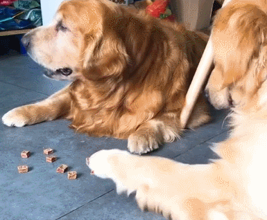 狗狗屡次偷吃大金毛的巧克力,被发现后尴尬