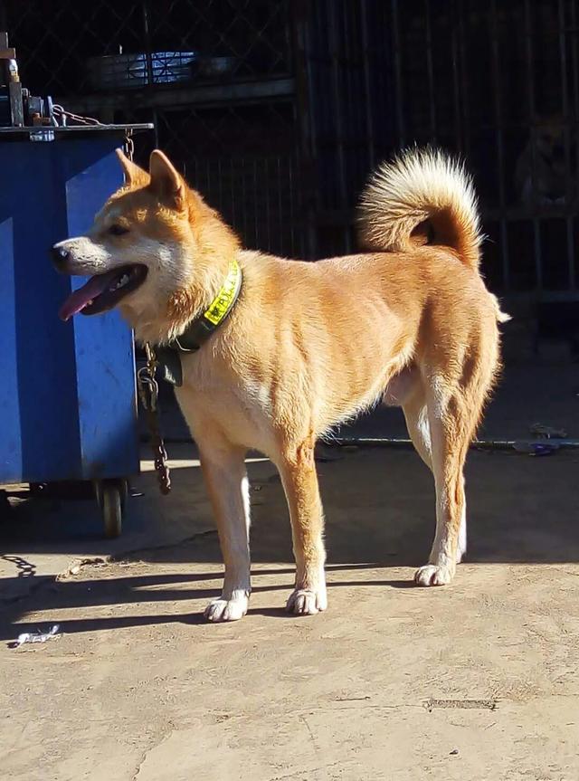 刚洗澡的土狗大黄颜值飙升这种土狗你喜欢吗