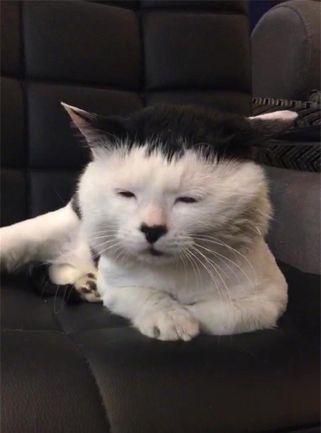 盘点丑猫,四星的像个名人,五星的简直不像猫,网友:真的吸不动|猫咪|猫