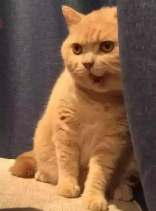 十个橘猫九个胖还有一个特别胖压倒炕
