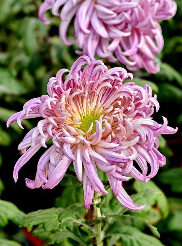 植物风光,不同颜色的菊花