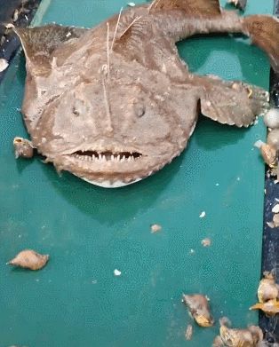 满嘴牙齿的一条鱼,吃田螺如脆骨,让人看着都发抖!