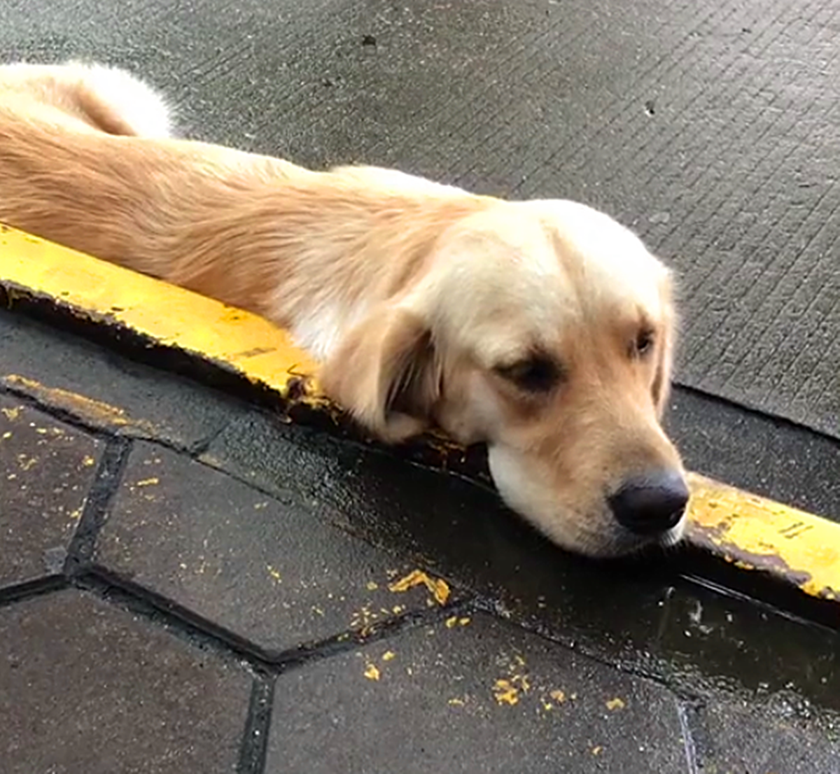 金毛小心眼,看到主人把狗粮喂给流浪狗,趴地上撒泼不回家