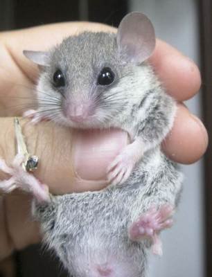 这种鼠类才是睡界中的王者,一生只有5年时间,却被它睡了4年