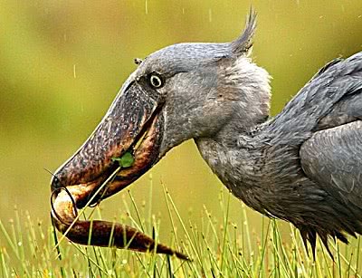 曾经有网友发不过一段鲸头鹳在动物园进食的视频,视频里的鲸头鹳在被