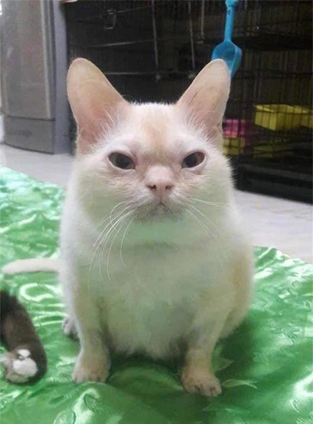 盘点丑猫,四星的像个名人,五星的简直不像猫,网友:真的吸不动