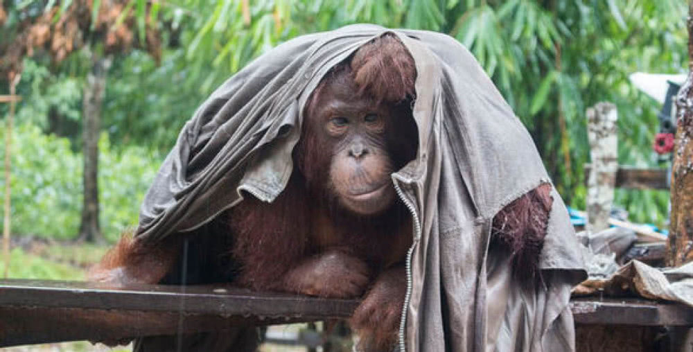 女游客出去游玩,中途看见忧郁猩猩,望向脖子毫不犹豫报了警