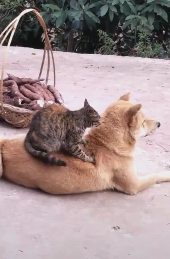 猫咪给狗狗踩背,两脚不停歇,大黄狗:感觉狗生达到巅峰!