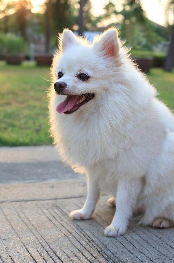 适合家养的五种狗狗爸妈超爱快来带它们回家吧