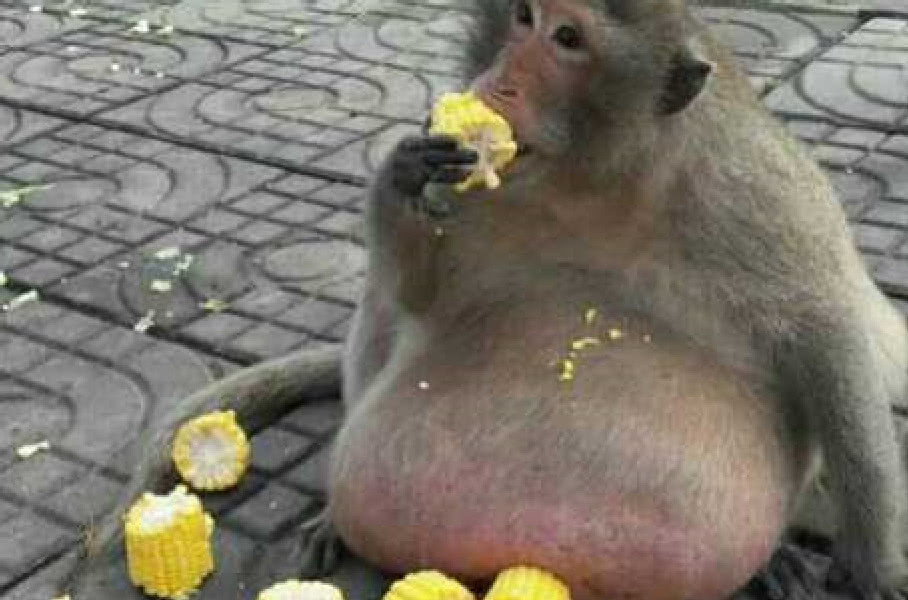 动物园这只猴子因肥胖,瞬间成了新晋网红,都是人们的过度溺爱