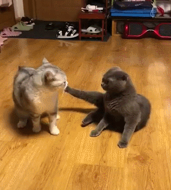 猫咪也是摔跤高手,美短:小样,哥有纹身,英短:哎呀,有两下子