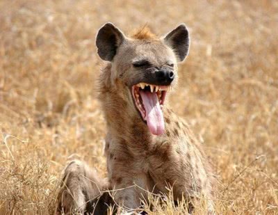 这种鬣狗胆小如鼠,吃的食物更是让人意想不到,鬣狗:你退群吧