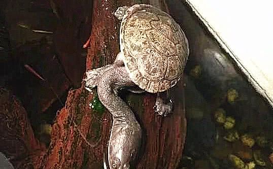 在河边钓鱼,结果叼到一只乌龟,拉起来一看,这脖子不对劲