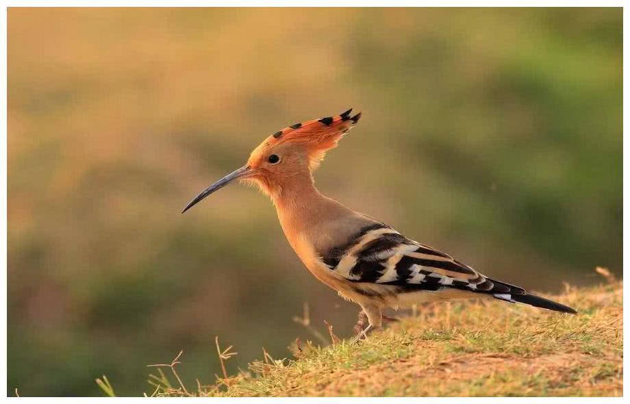 特殊的羽毛,当羽毛全部展开的时候,就像一顶黄色的小帽子戴在头上一样