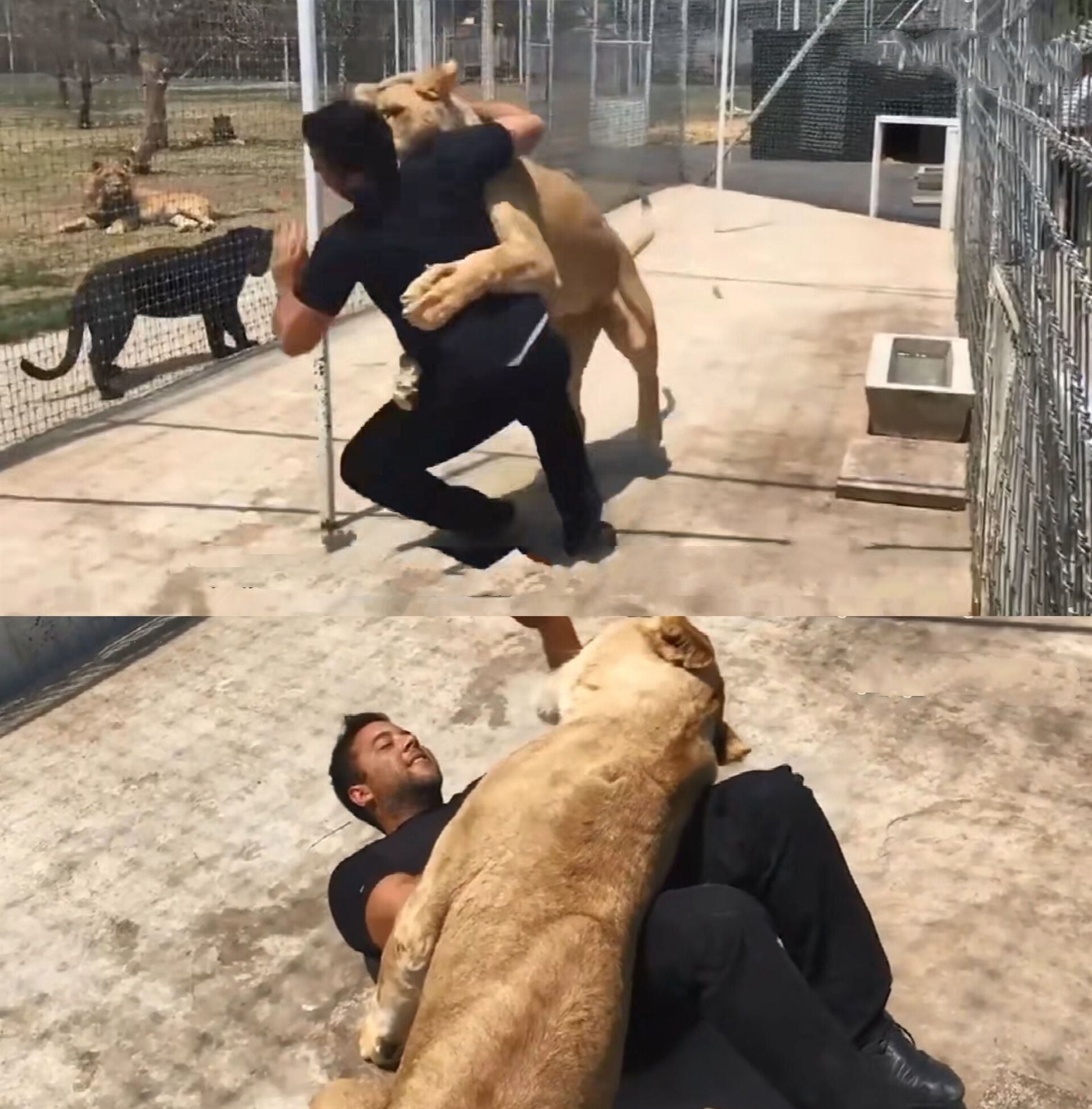 狮子把男子扑倒在地,本以为这下惨了,结果让人泪奔了!