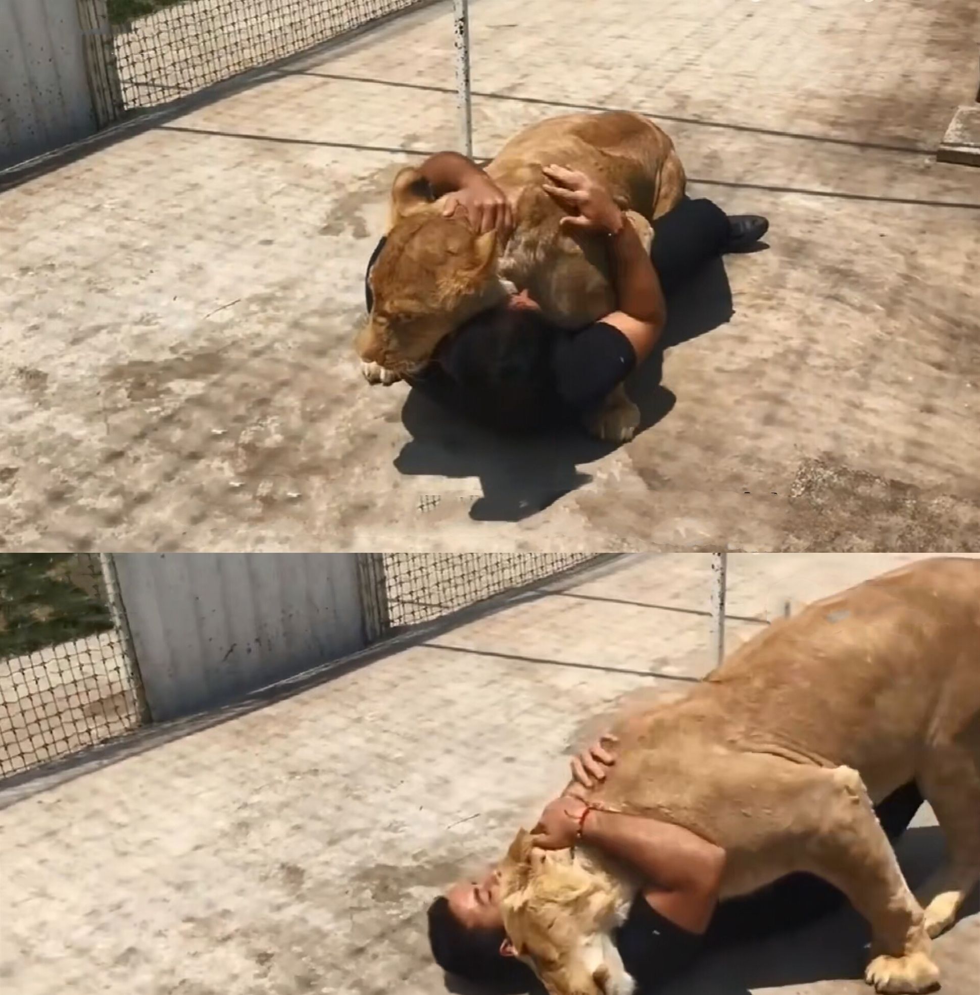 狮子把男子扑倒在地,本以为这下惨了,结果让人泪奔了!