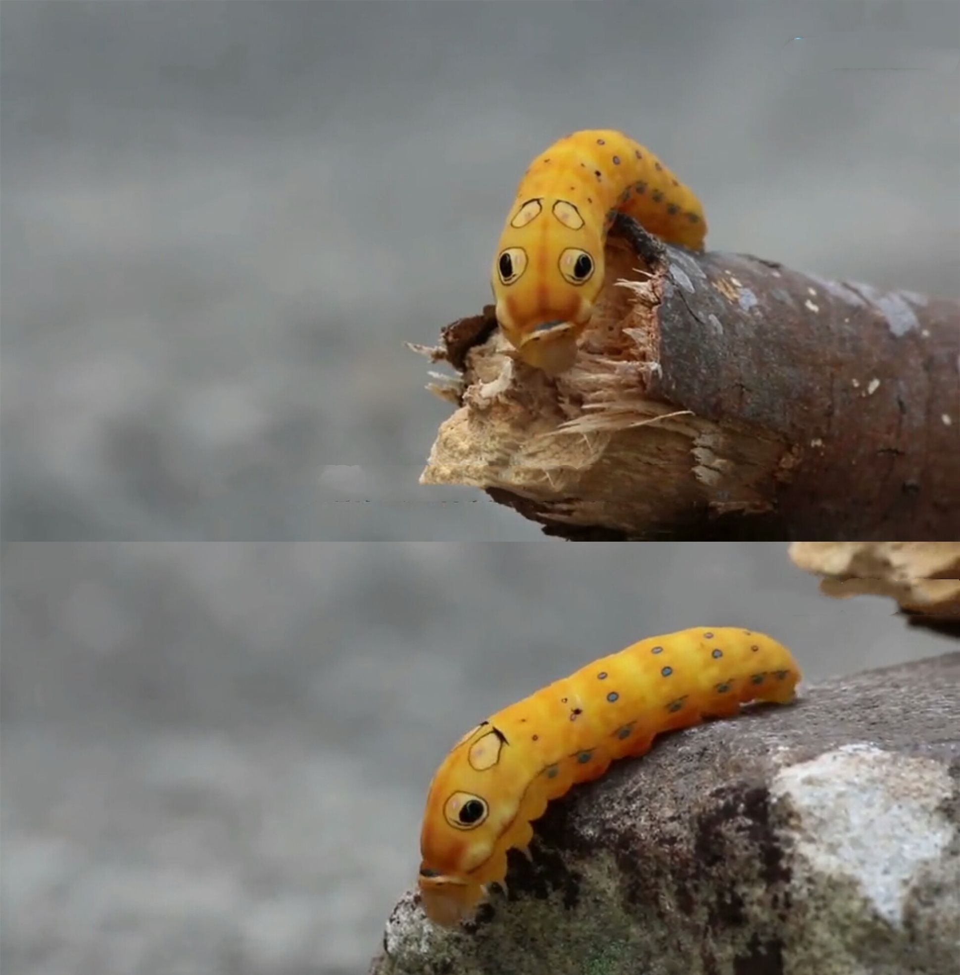 女孩把毛毛虫当做宠物饲养,一段时间后,破茧成蝶的样子让人惊艳