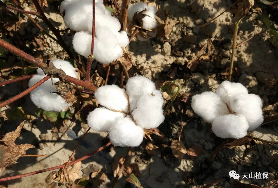 无人机|脱叶剂|棉花_新浪新闻