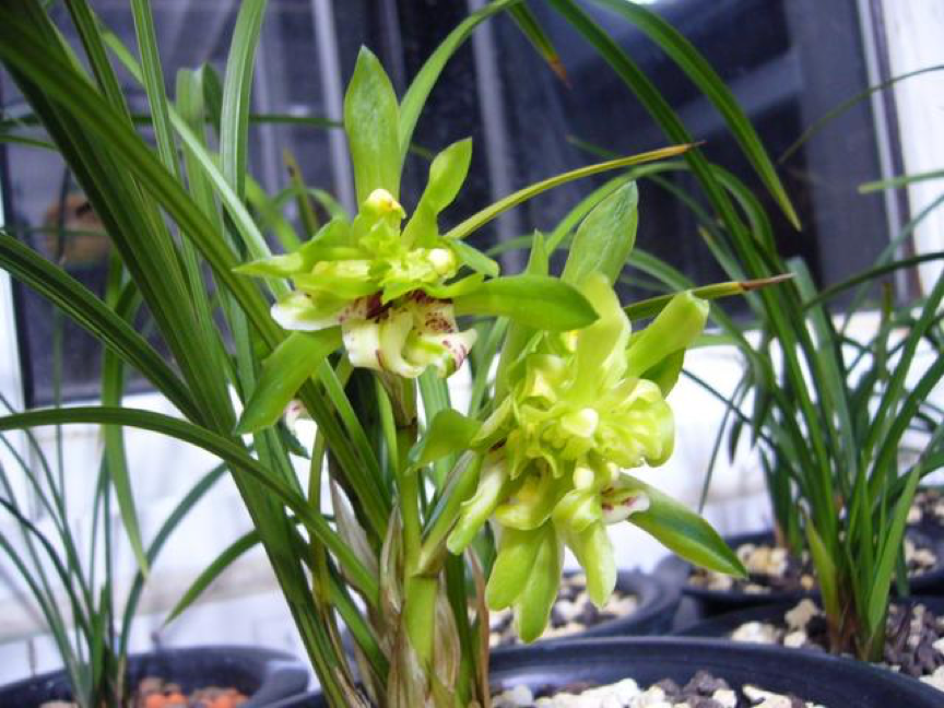 这种"兰花"卖过100万,如今"60元"一盆随便挑,却少有人问价