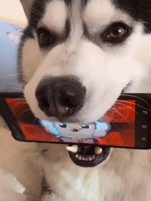 哈士奇打开动画片给孩子看,一脸认真的哈妈妈:教育从娃娃抓起!