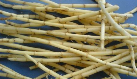 农村遍地都是丝茅草其实是个宝能凉血止血清热利尿