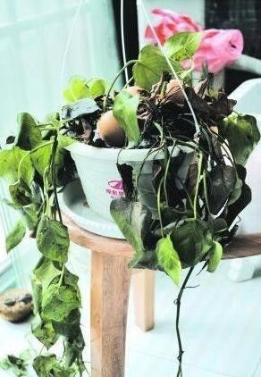 绿萝枯萎了怎么办?用这种东西喷一喷,保证它噌噌噌长得停不下来