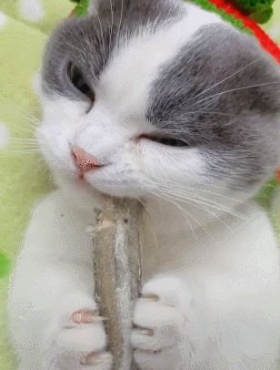 小猫咪吃上鱼干,双手抱着咬,眼睛眯上让人萌出一脸血