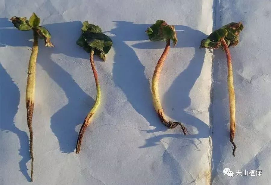 棉花苗病主要以立枯,炭疽,猝倒病为主,苗期低温,多雨,重茬,播种过早等