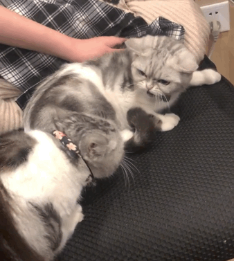 小猫太凶见谁咬谁主人只好请来猫妈管教表情笑喷了