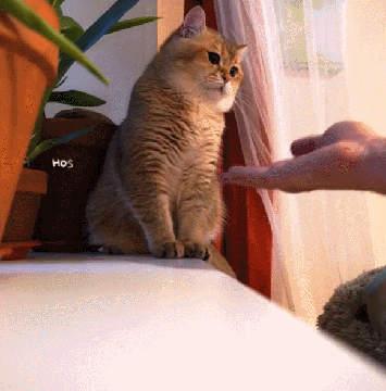 搞笑gif图片耗子你别怕我是和你闹着玩的