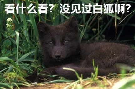 网友在网络上看见一四不像生物网友毛发对颜值的重要性