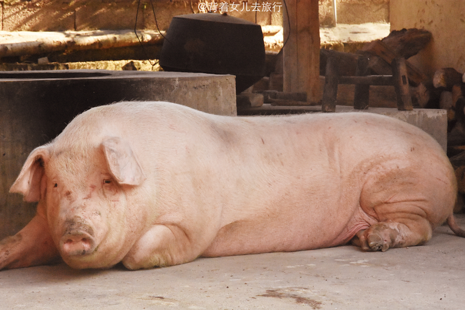 广西古村喜迎冬至,800斤"猪王"变下酒菜,二师兄一路走好!